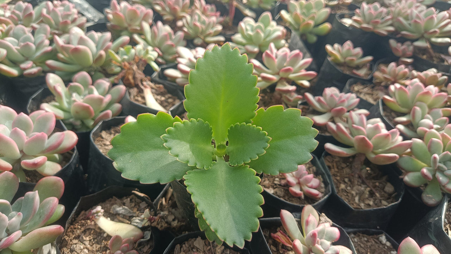 Mother of Thousands Succulent - Low Maintenance Indoor & Outdoor Plant | Frek - My Store