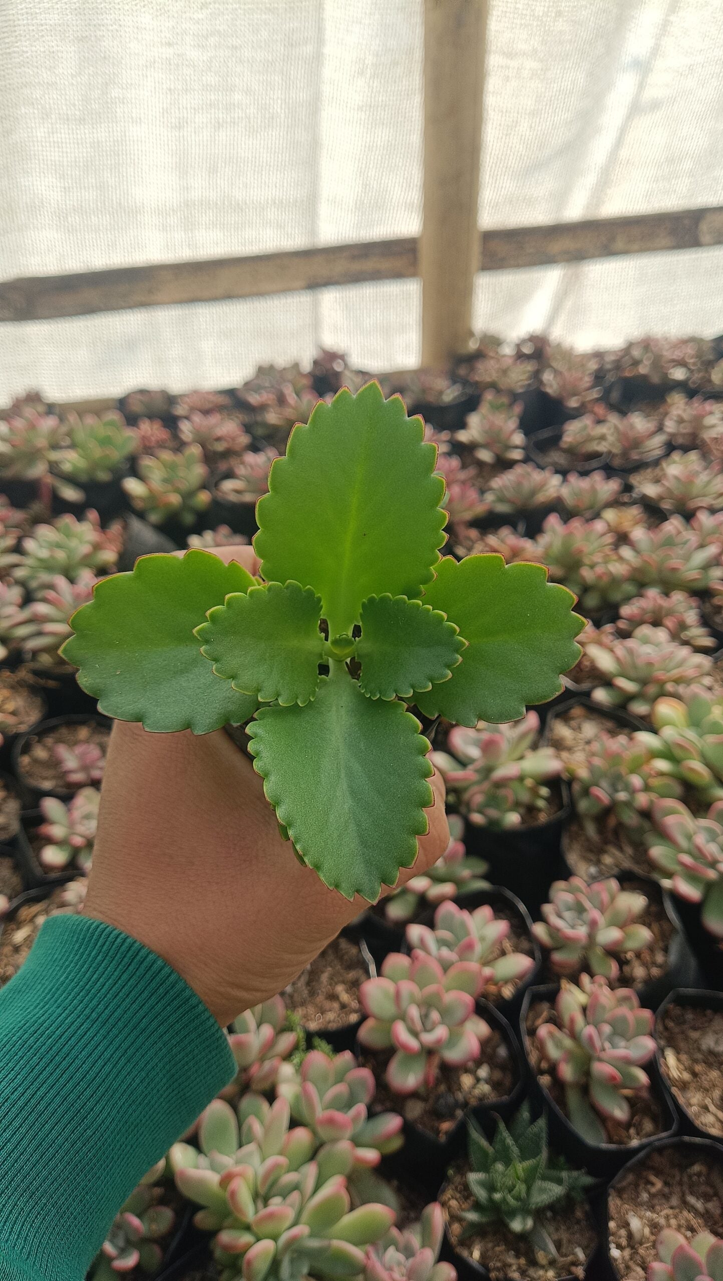 Mother of Thousands Succulent - Low Maintenance Indoor & Outdoor Plant | Frek - My Store