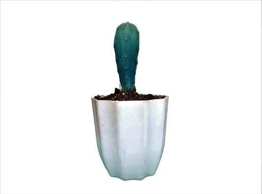 Myrtillocactus Geometrizans (Blue Candle) Cactus - Beauty and Versatility for Any Space - My Store