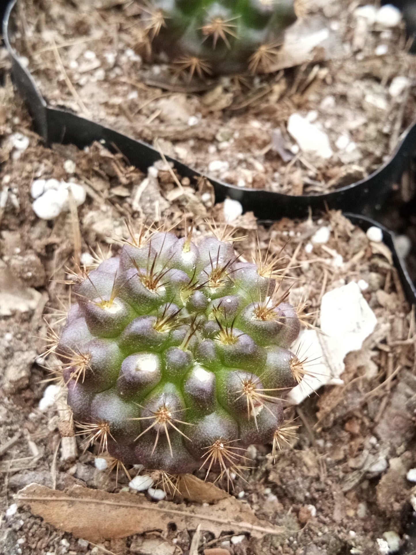 Neoporteria Eryosis Cactus: Delight Beauty- Find at Frek – Bare-Rooted
