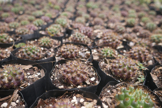 Neoporteria Eryosis Cactus: Delight Beauty- Find at Frek – Bare-Rooted