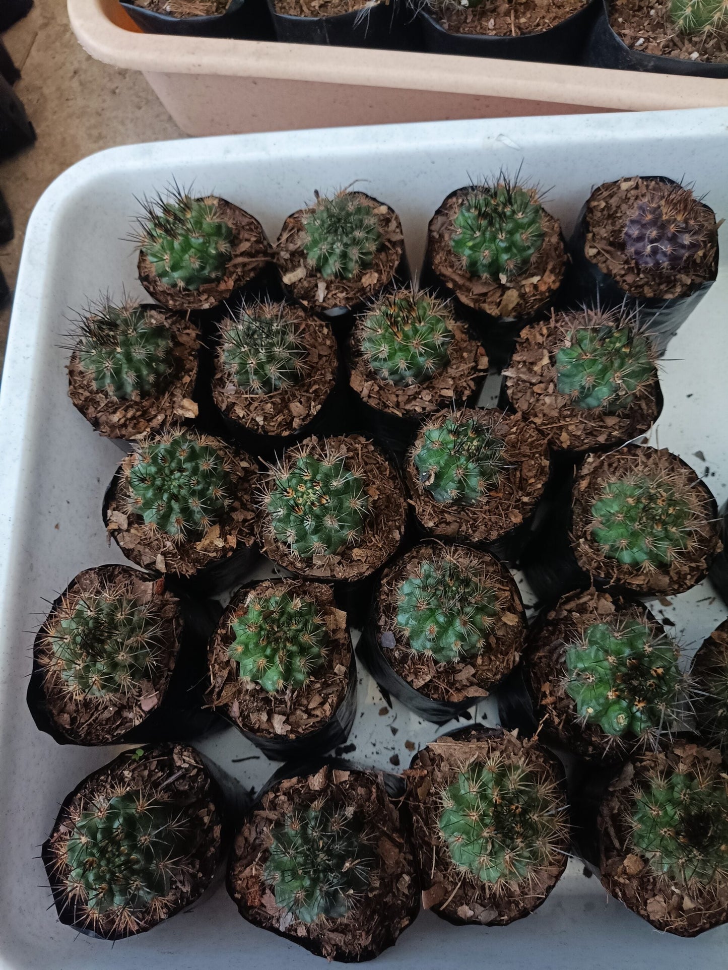 Neoporteria Eriosyce Cactus: Delight Beauty - Find at Frek - My Store
