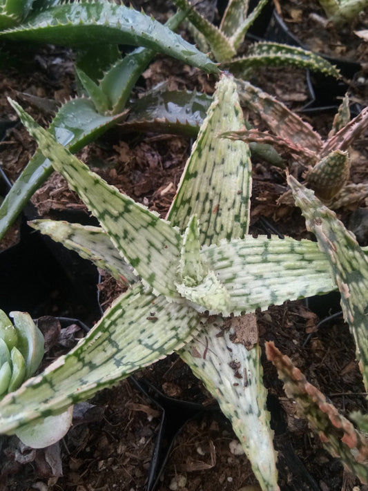 New Bare-Rooted Hybrid Aloe Variety: Buy now at Frek