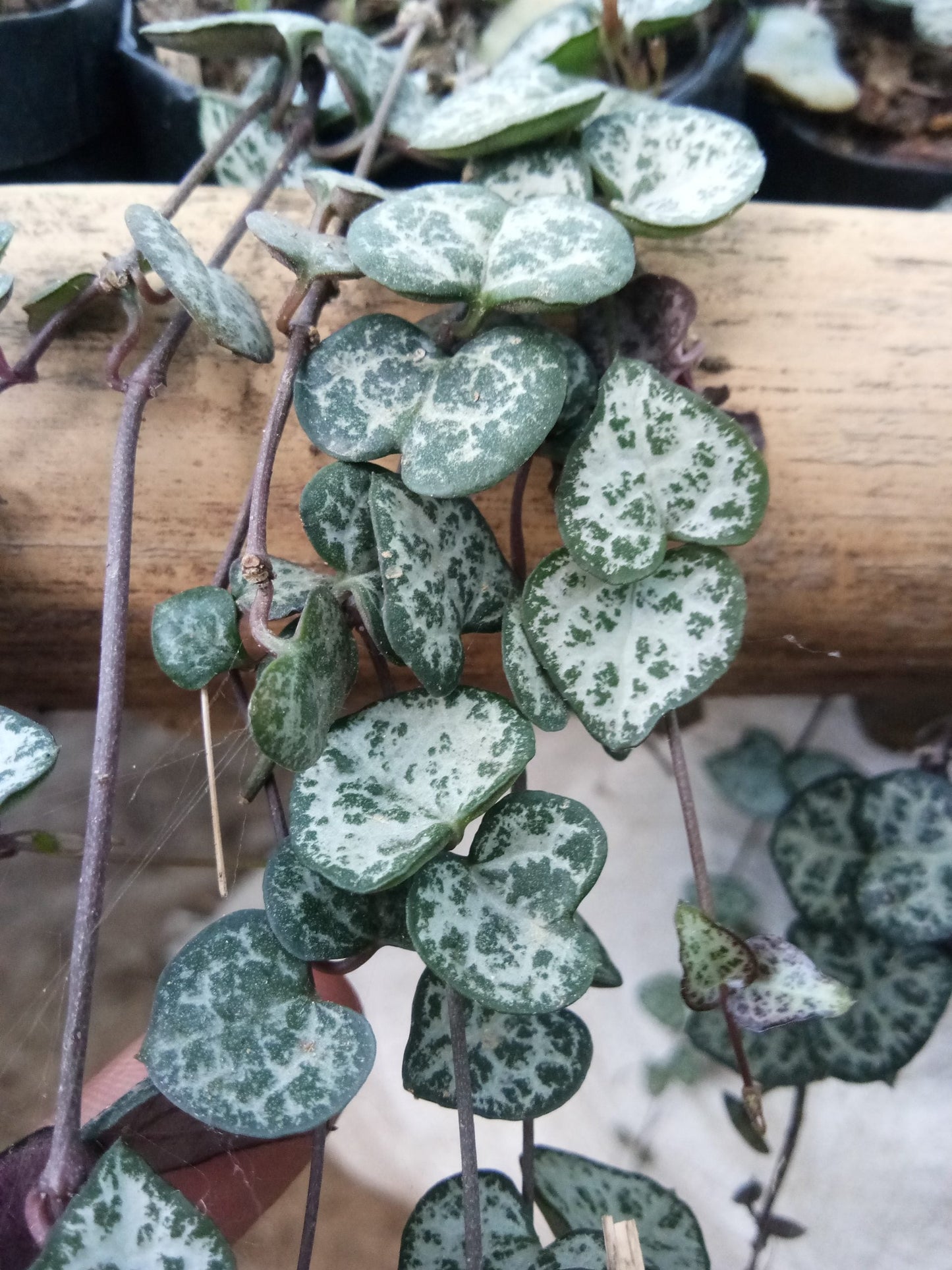 Non - Variegated String of Hearts: Whimsical Trailing Succulent for Home and Office - My Store