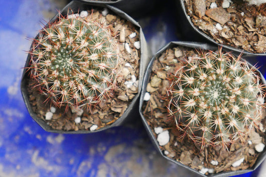 Noto Brown Spine Cactus - Unique Low - Maintenance Plant for Home & Garden - My Store