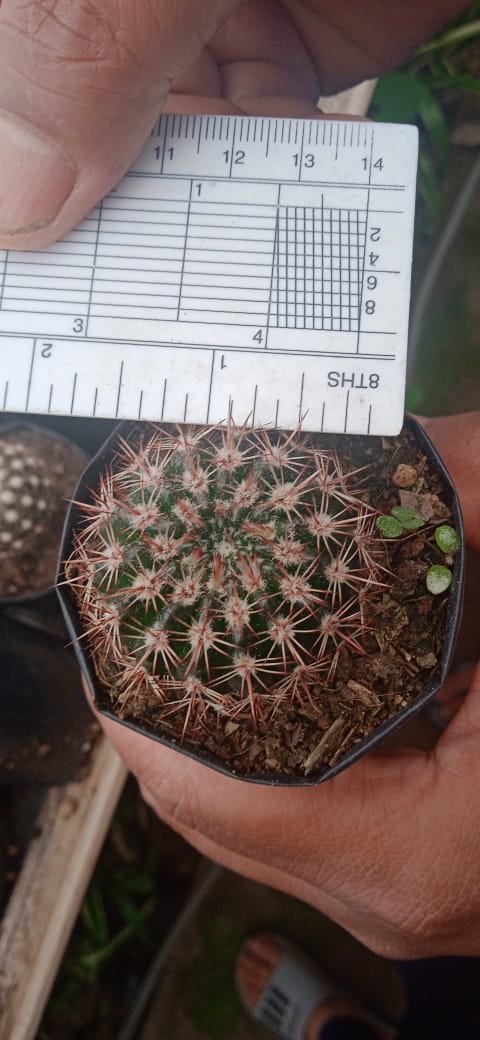 Noto Brown Spine Cactus - Unique Low - Maintenance Plant for Home & Garden - My Store