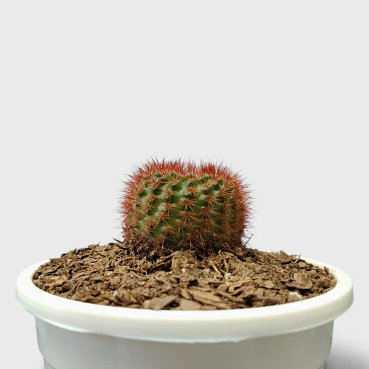 Noto Rubra Cactus - Vibrant Red Spined Beauty for Any Space