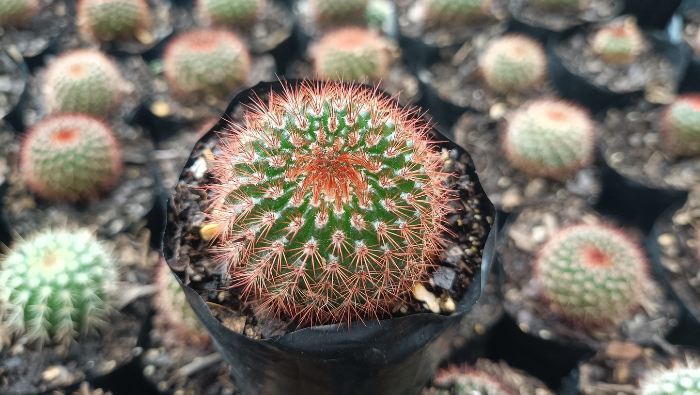 Noto Rubra Cactus - Vibrant Red Spined Beauty for Any Space - My Store