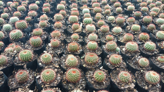 Noto Rubra Cactus - Vibrant Red Spined Beauty for Any Space - My Store