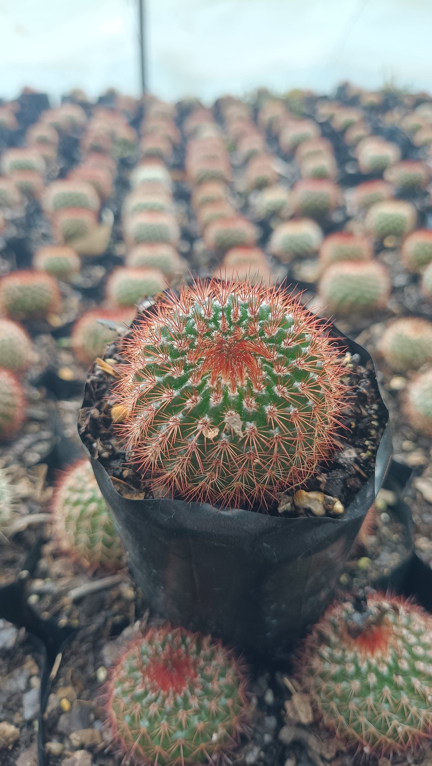Noto Rubra Cactus - Vibrant Red Spined Beauty for Any Space – Bare-Rooted