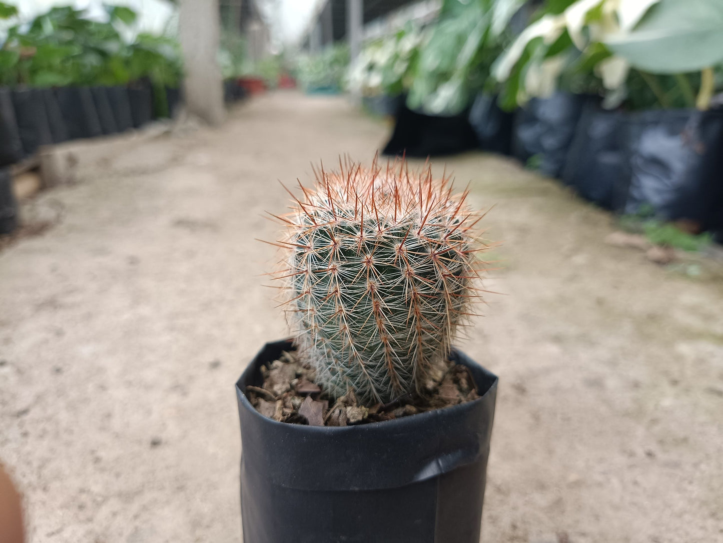 Notocactus Schlosseri Cactus: Versatile Beauty for Any Space - My Store