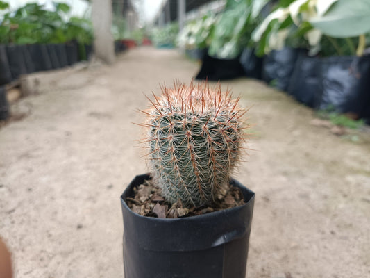 Notocactus Schlosseri (Parodia Erubescens): Versatile Beauty for Any Space – Bare-Rooted