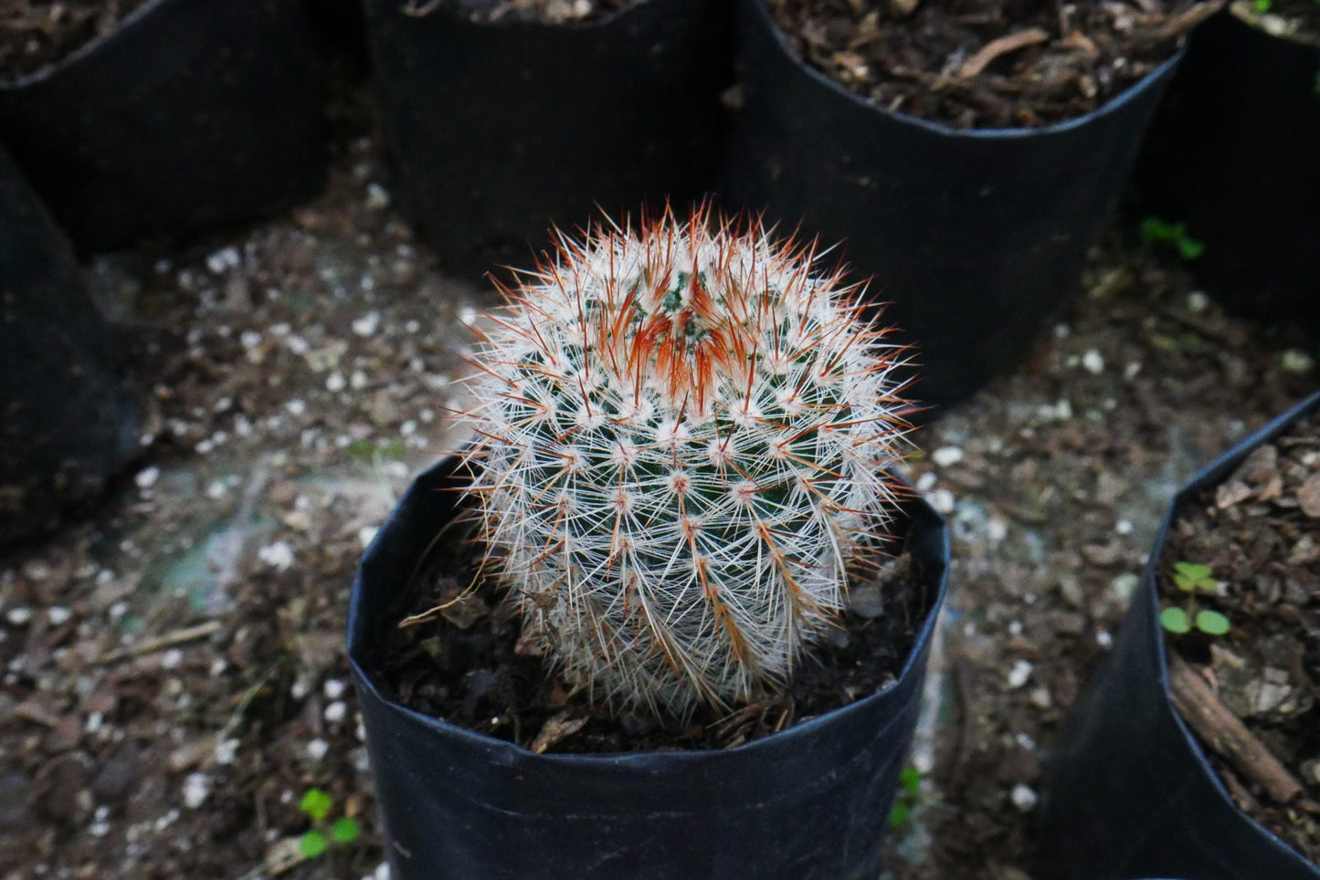 Notocactus Schlosseri (Parodia Erubescens): Versatile Beauty for Any Space – Bare-Rooted