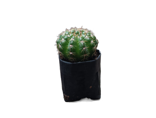 Notocactus Uebelmannianus Cactus: Unveiling Desert Beauty - My Store