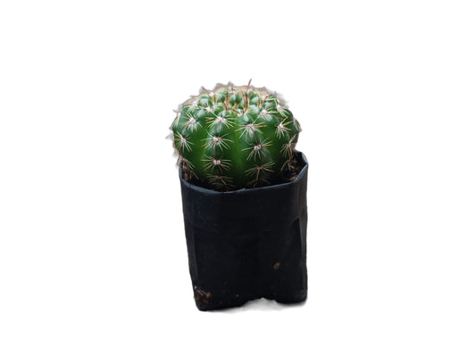 Notocactus Uebelmannianus Cactus: Unveiling Desert Beauty – Bare-Rooted