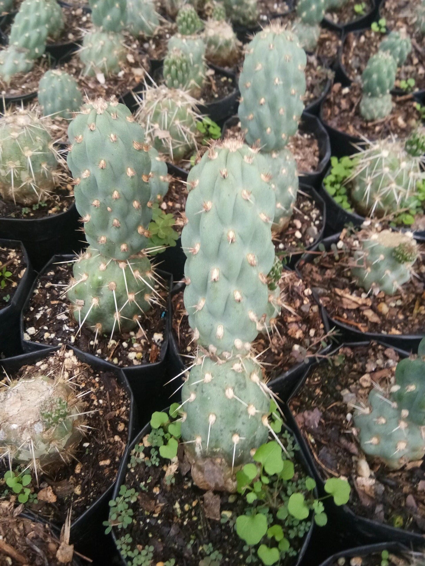 Opuntia Miquelii Cactus Muesli - A Delicious Choice on Frek! – Bare-Rooted