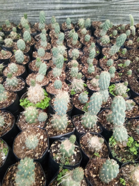 Opuntia Miquelii Cactus Muesli - A Delicious Choice on Frek! – Bare-Rooted