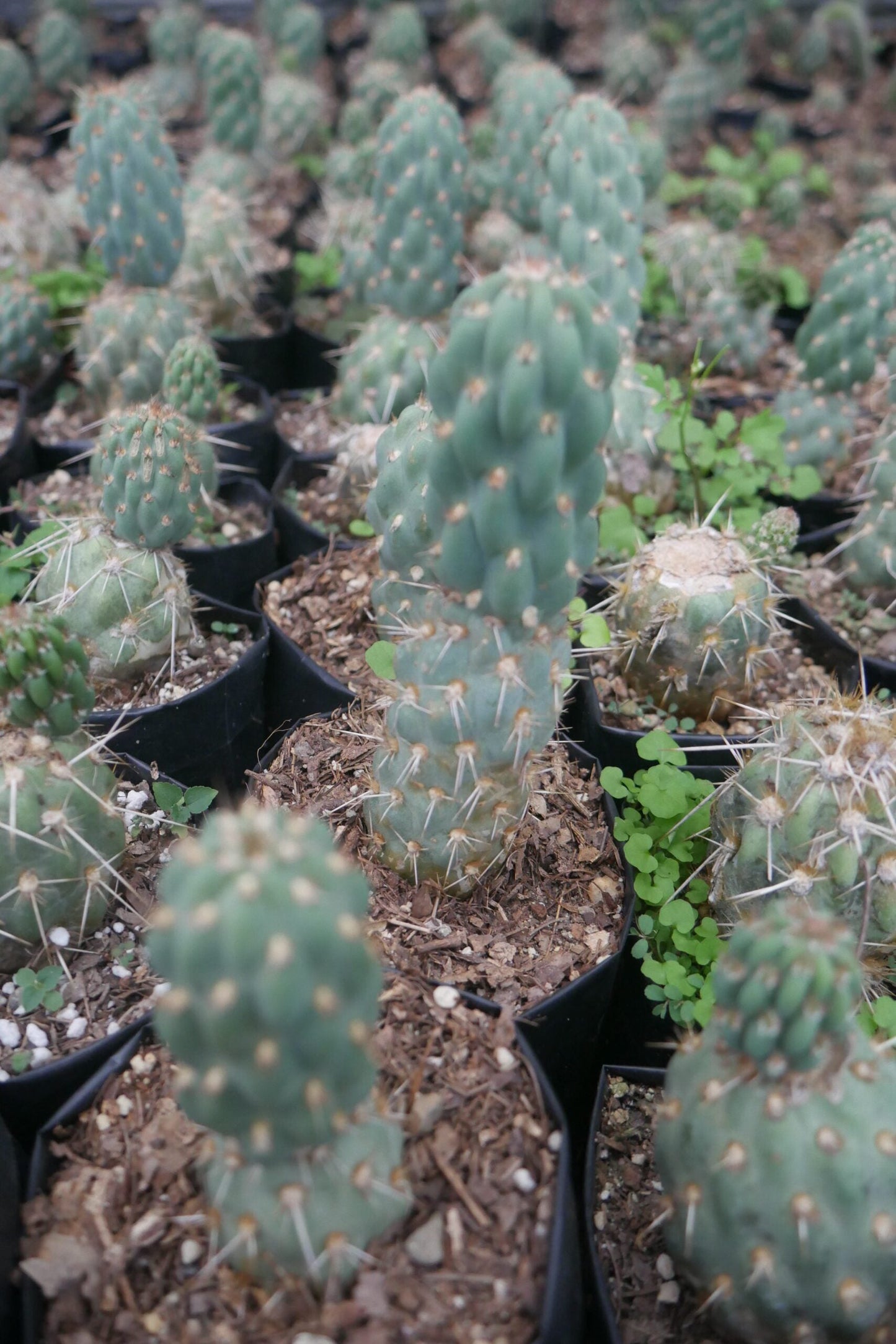 Opuntia Miquelii Cactus Muesli - A Delicious Choice on Frek! - My Store