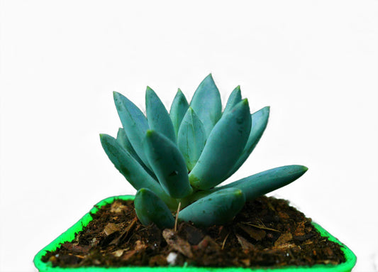 Pachyphytum Hookeri Succulent: Shop now at Frek! - My Store