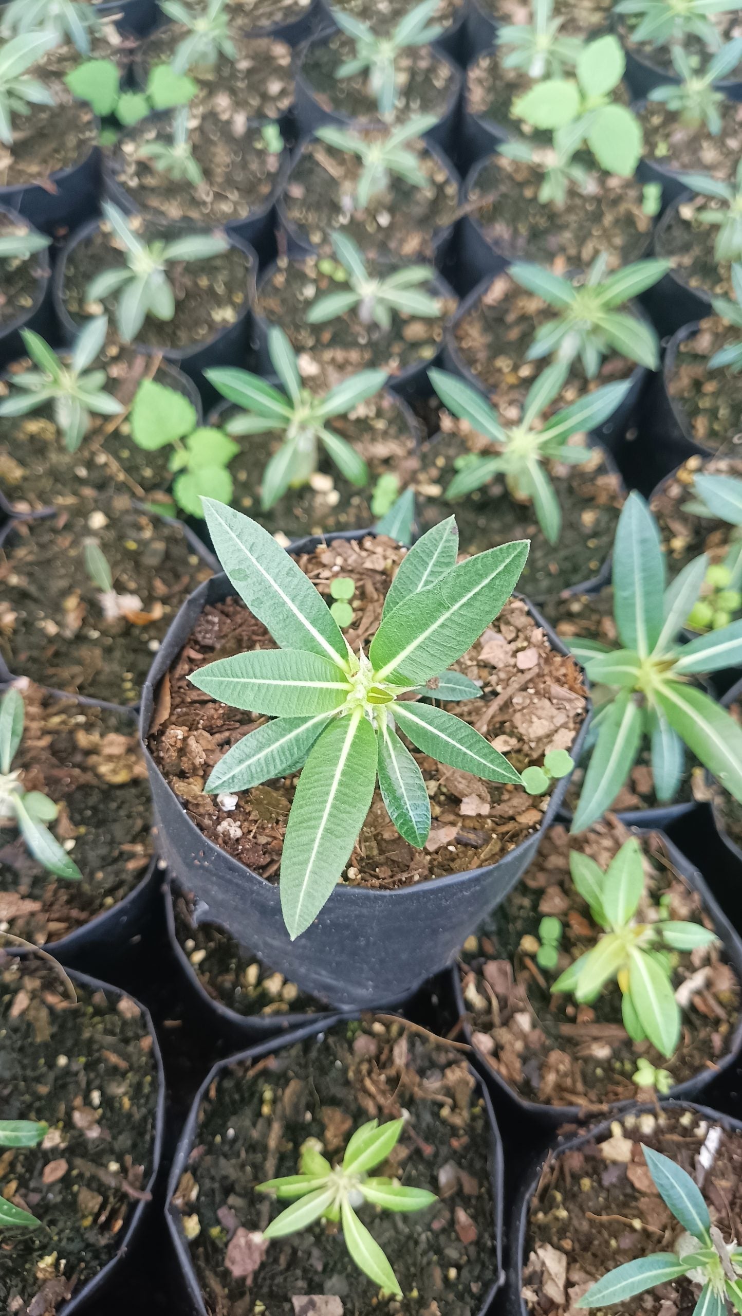 Pachypodium Horombense: Stunning Madagascar Palm for Homes and Gardens - My Store