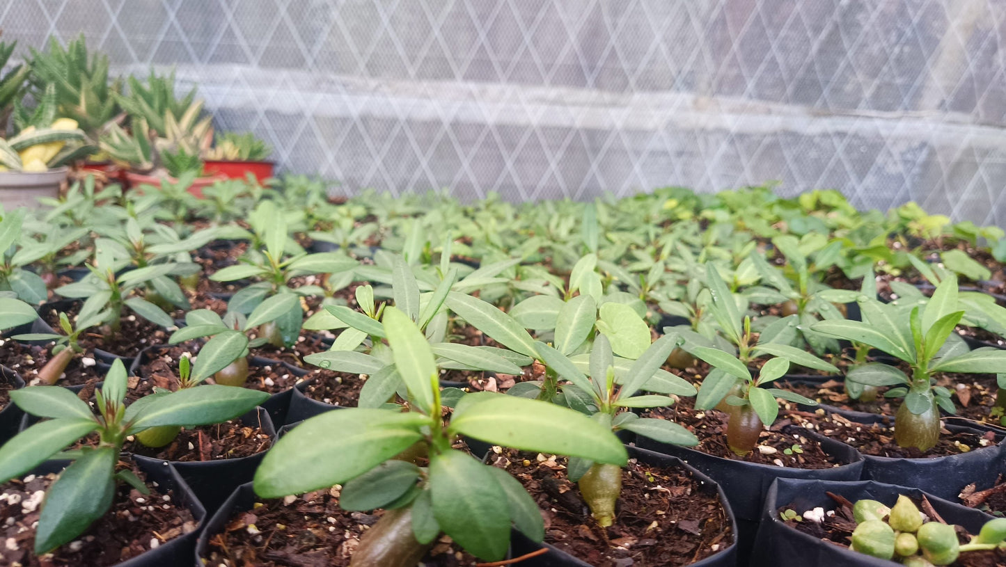 Pachypodium Succulentum: Stunning Madagascar Palm for Your Home - My Store