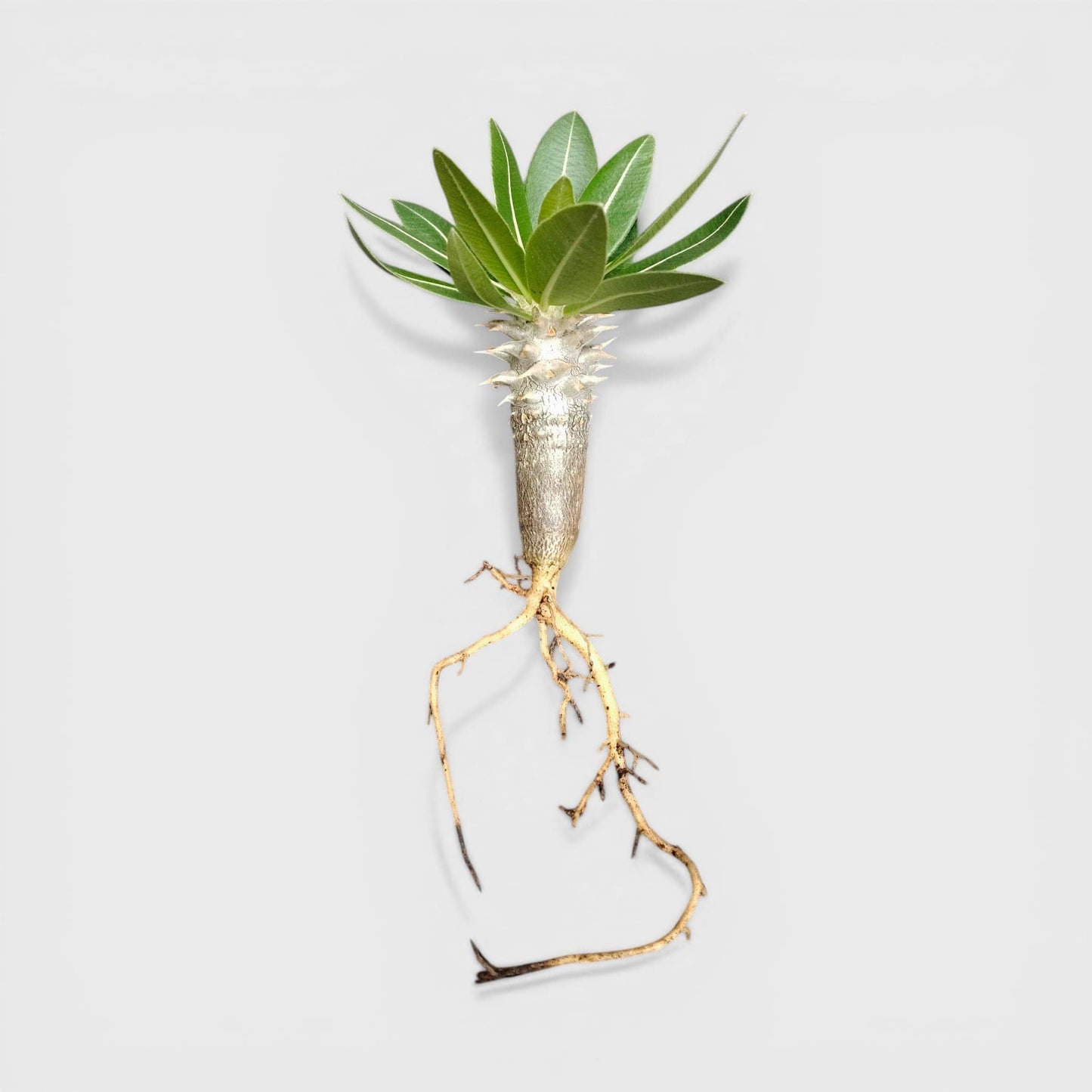 Pachypodium Eburneum – Rare Madagascar Palm Plant | Exotic Caudex Indoor Plant | Bare Rooted