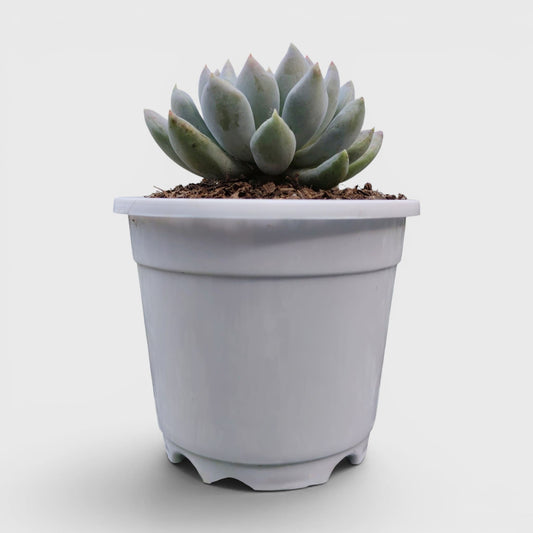 Pachyveria pachyphytoides “Moonstones” | Bare-Rooted – Beautiful Succulent for Home or Office