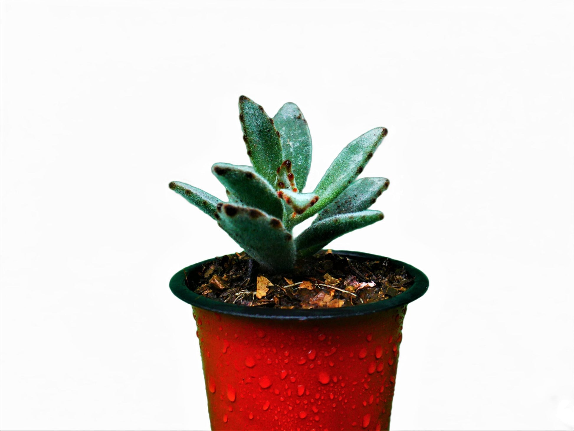 Panda Plant - Chocolate Soldier (Kalanchoe Tomentosa): A Velvety Delight! Buy at Frek. - My Store