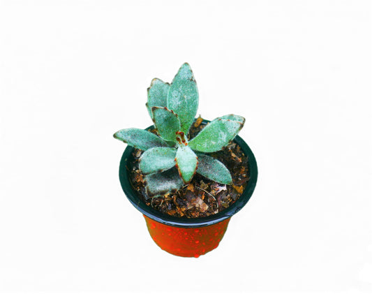 Panda Plant - Chocolate Soldier (Kalanchoe Tomentosa): A Velvety Delight! Buy at Frek. - My Store