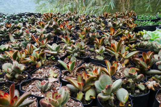 Panda Plant - Kalanchoe Tomentosa Baker: Shop now at Frek! - My Store