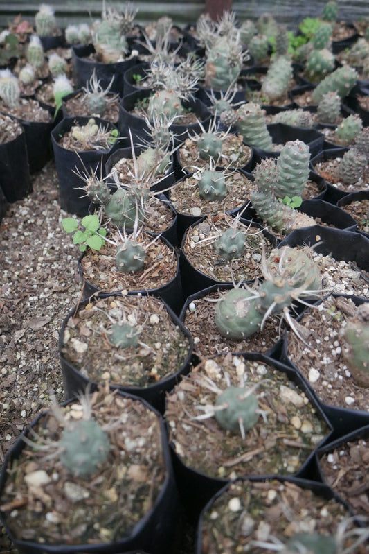 Paper Spine Cactus Opuntia Articulata : Buy at Frek – Bare-Rooted