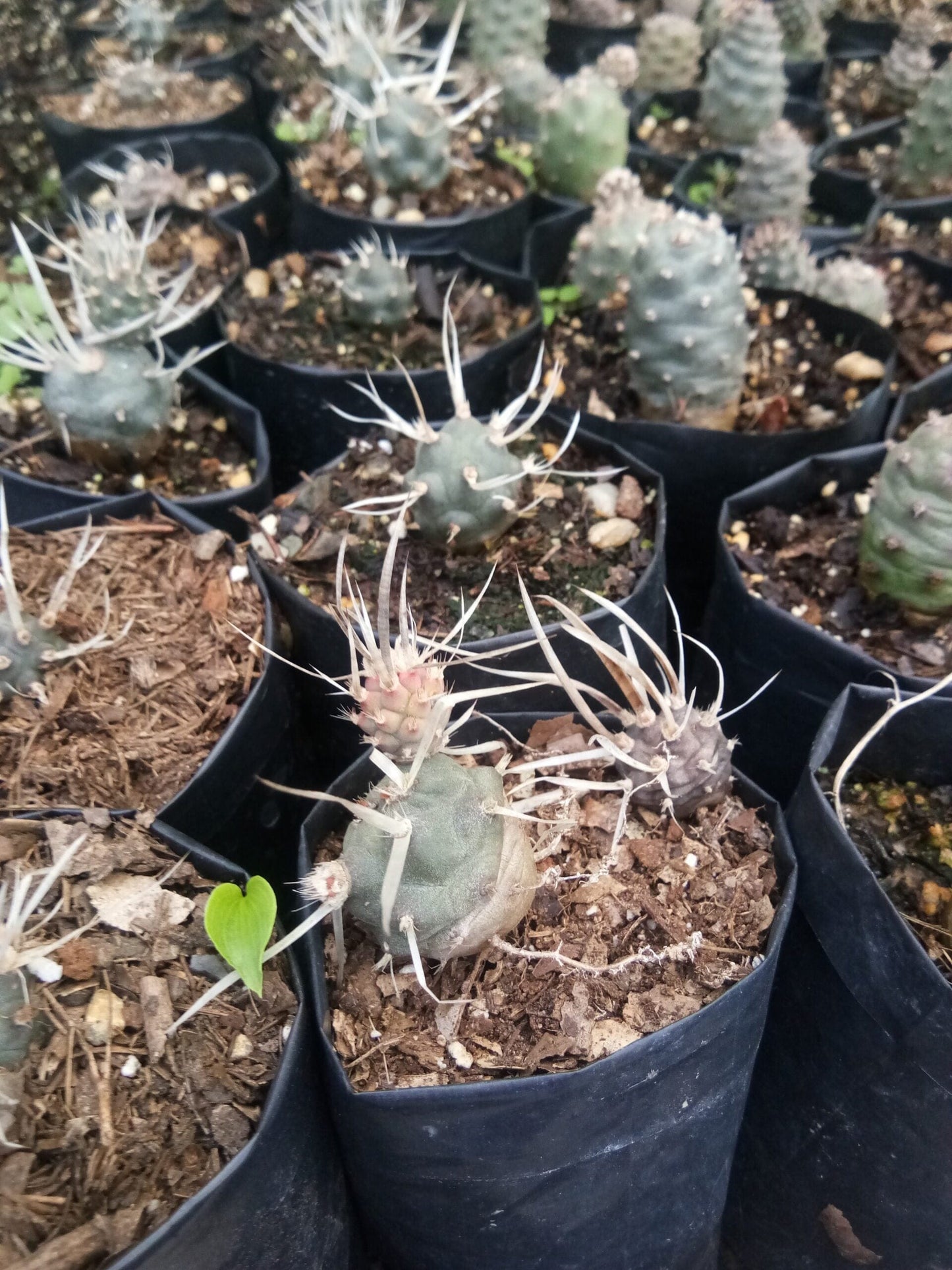 Paper Spine Cactus Opuntia Articulata : Buy at Frek – Bare-Rooted