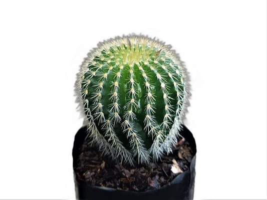 Parodia Leninghausii :Elevate Your Plant Collection with this Splendid Cactus – Bare-Rooted