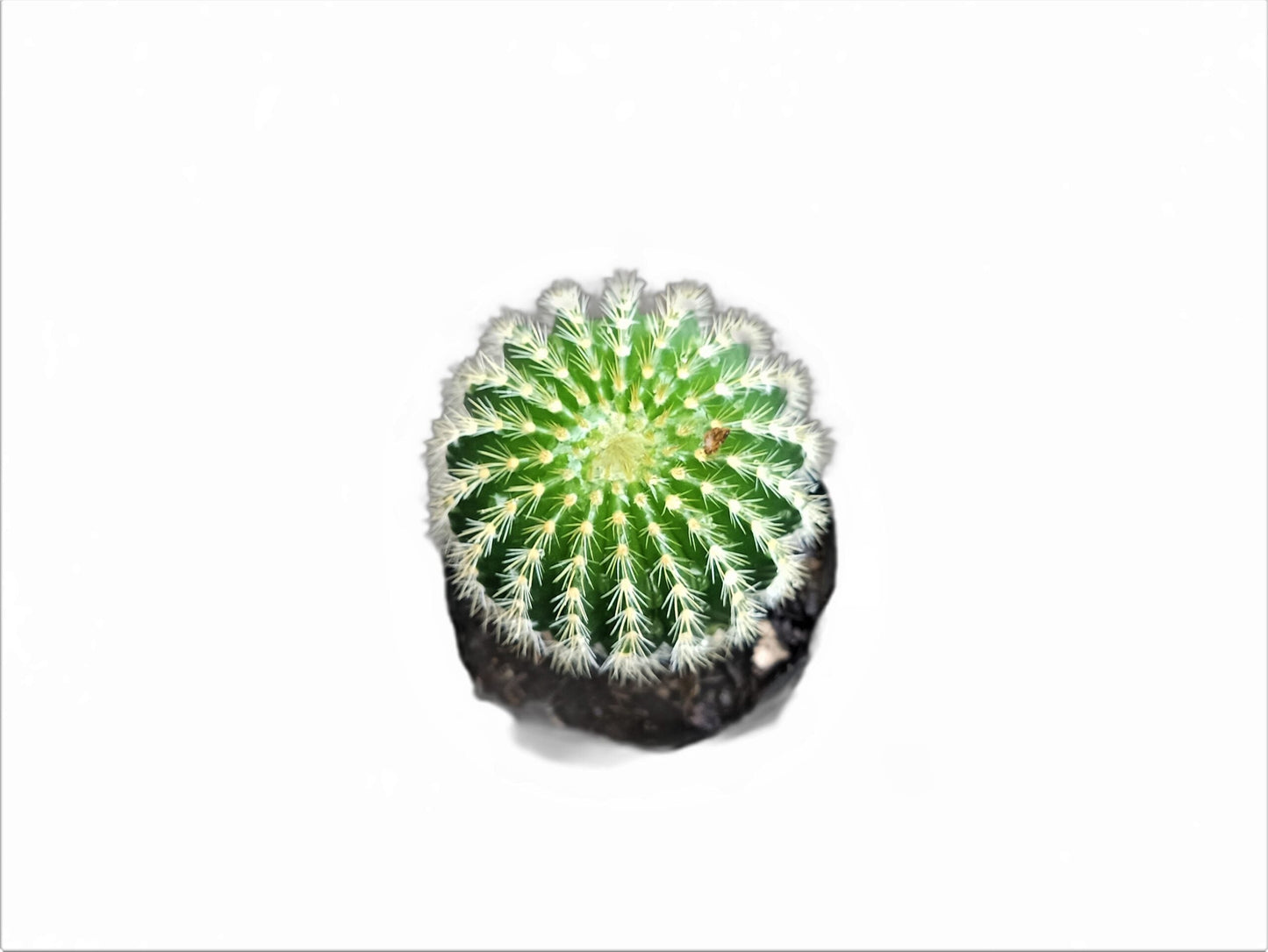 Parodia Leninghausi :Elevate Your Plant Collection with this Splendid Cactus - My Store