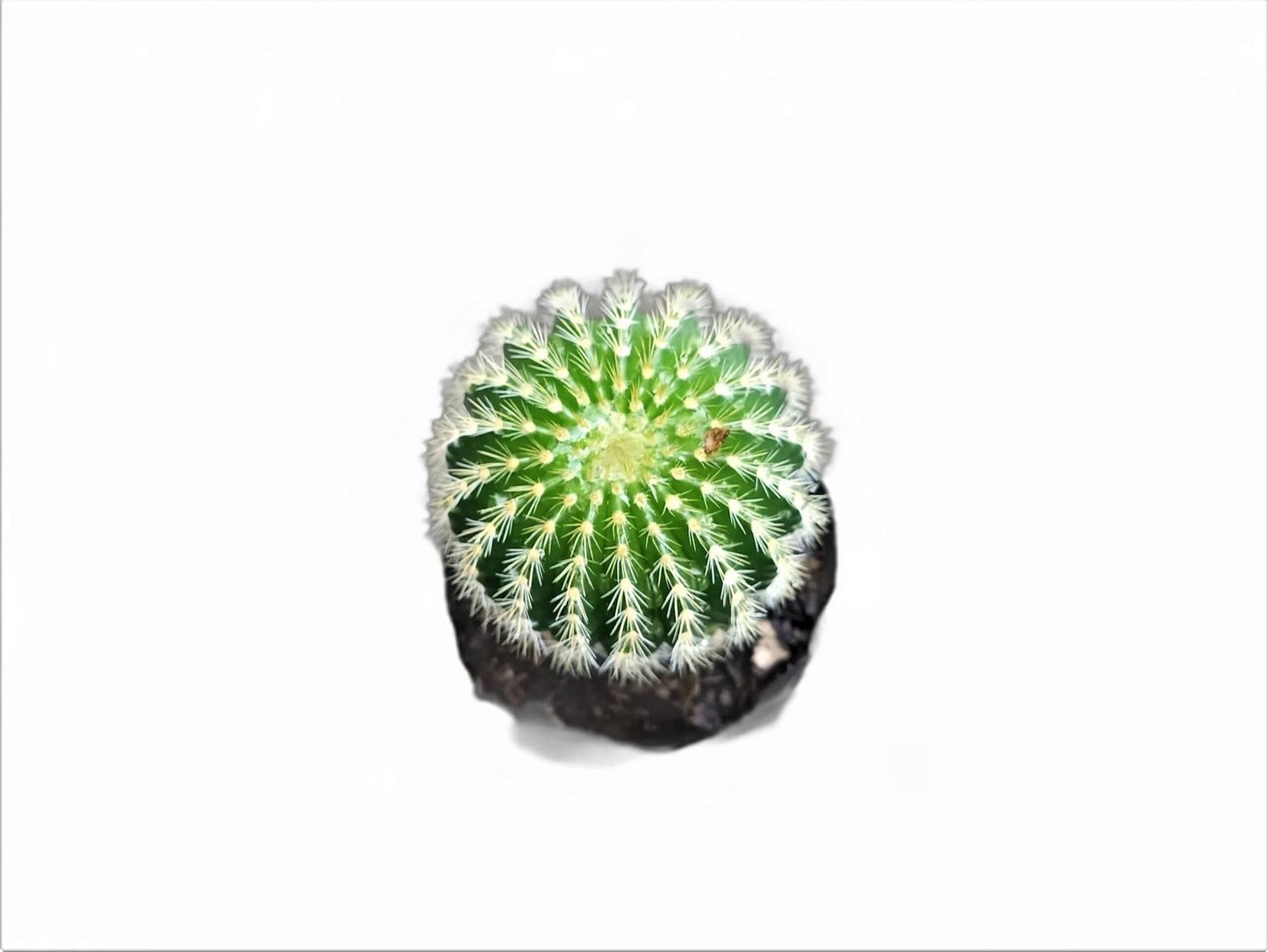 Parodia Leninghausii :Elevate Your Plant Collection with this Splendid Cactus – Bare-Rooted