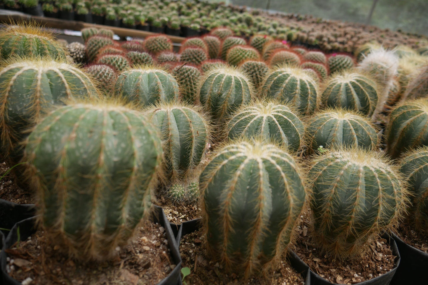 Parodia Magnifica Ball Cactus Mother Plant Delight - Frek - My Store