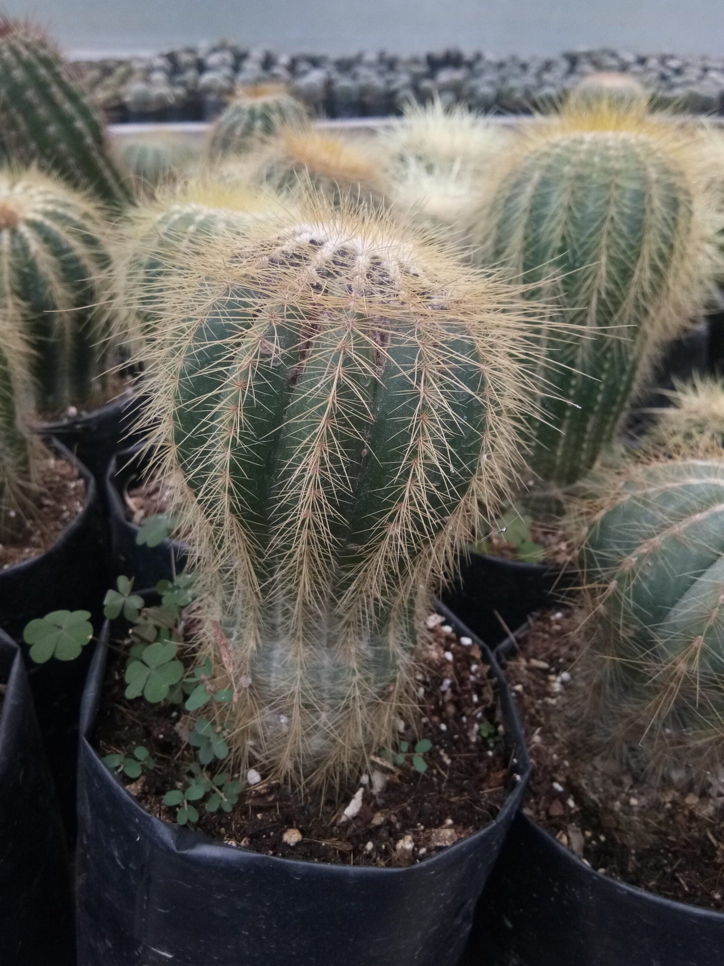 Parodia Magnifica Ball Cactus Mother Plant Delight - Frek - My Store