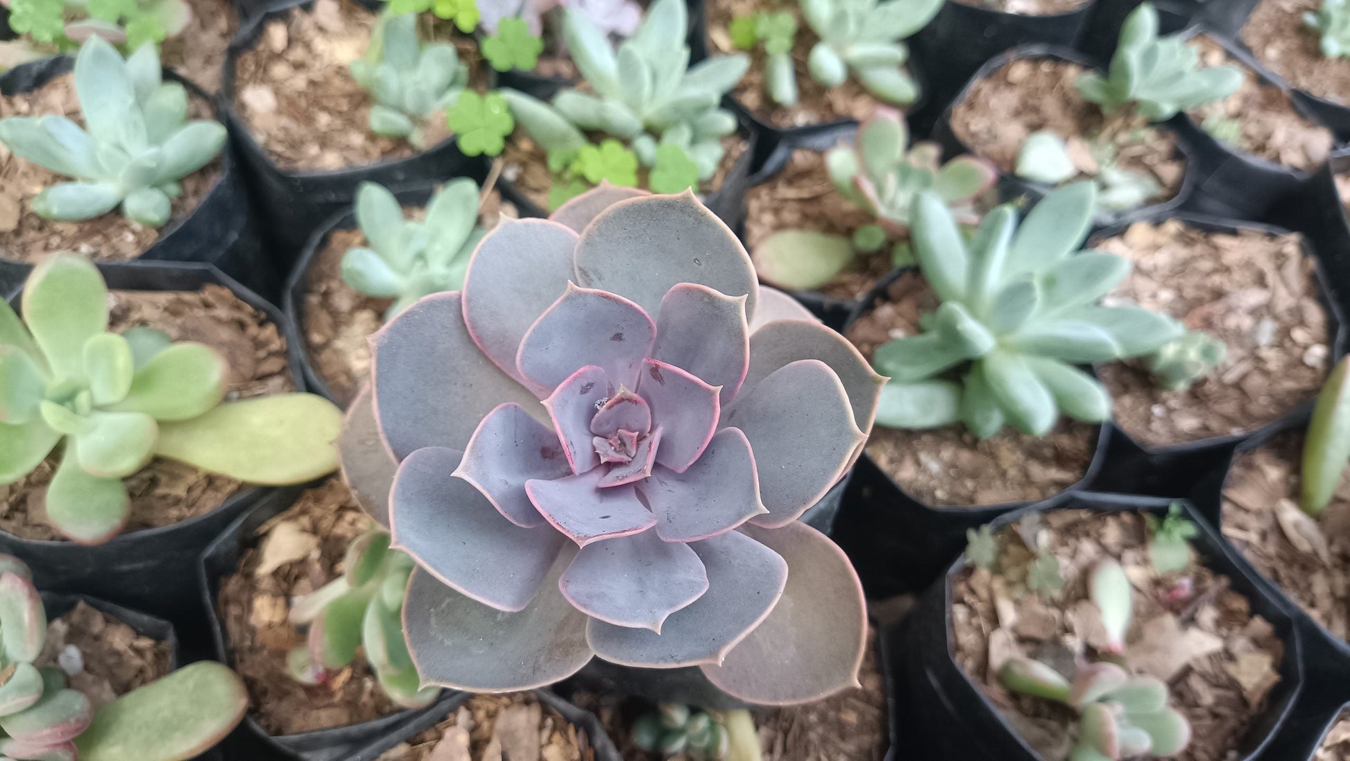 Pearl Von Succulent - Echeveria ‘Pearl von Nurnberg’ - My Store