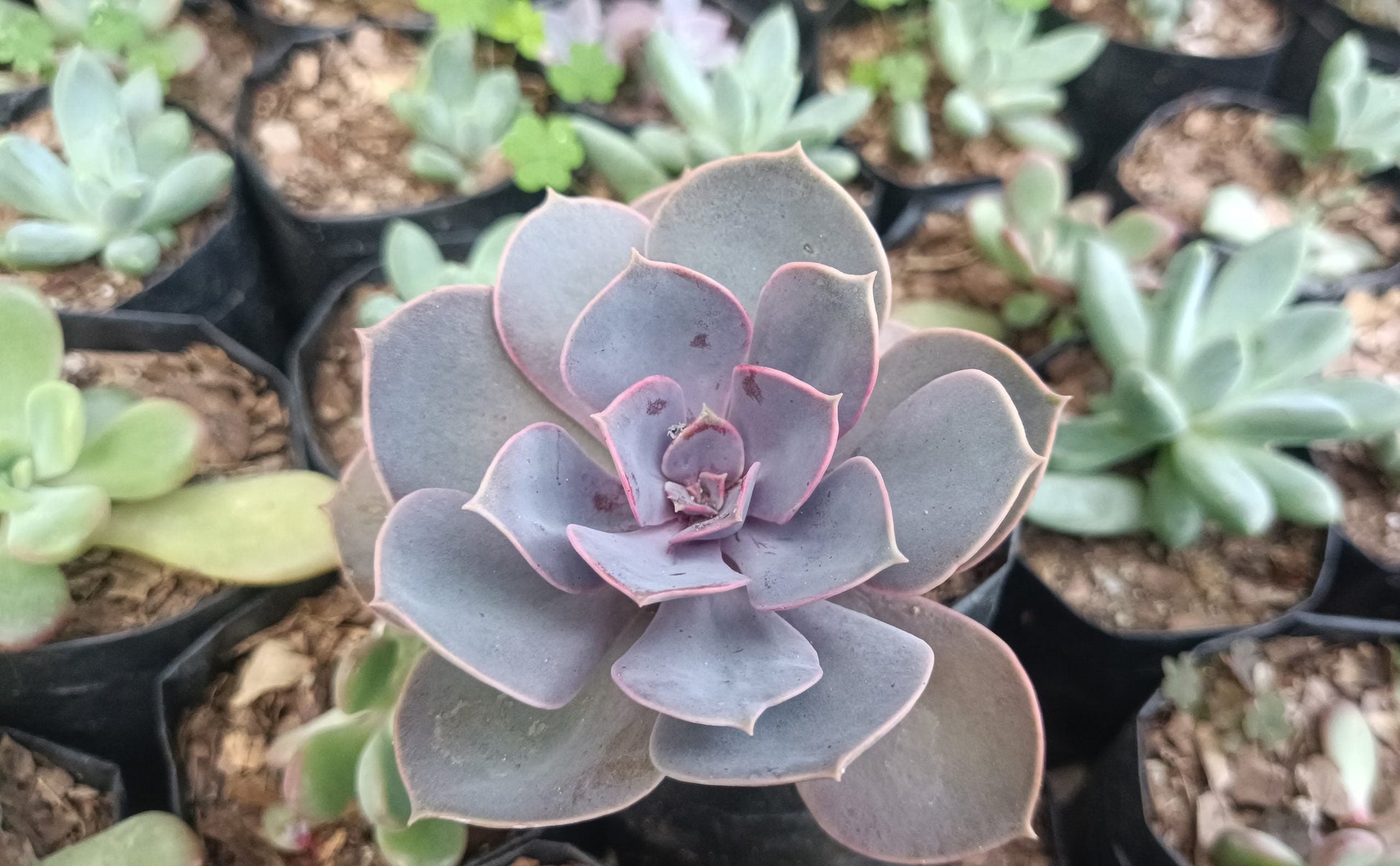 Pearl Von Succulent - Echeveria ‘Pearl von Nurnberg’ - My Store