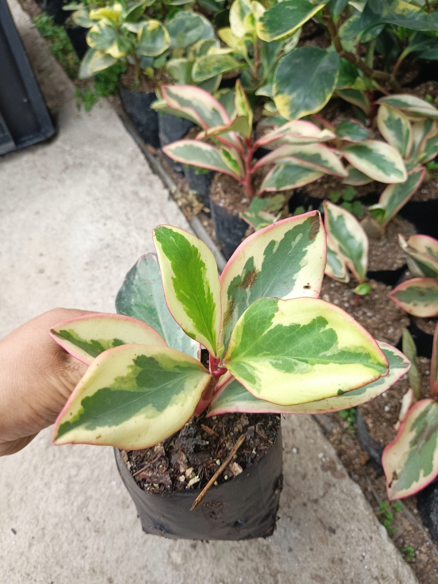Peperomia Clusiifolia Tricolor : Grab Yours Succulent at Frek! – Bare-Rooted