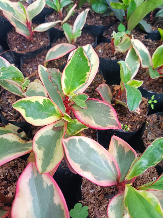 Peperomia Clusiifolia Tricolor : Grab Yours Succulent at Frek! – Bare-Rooted
