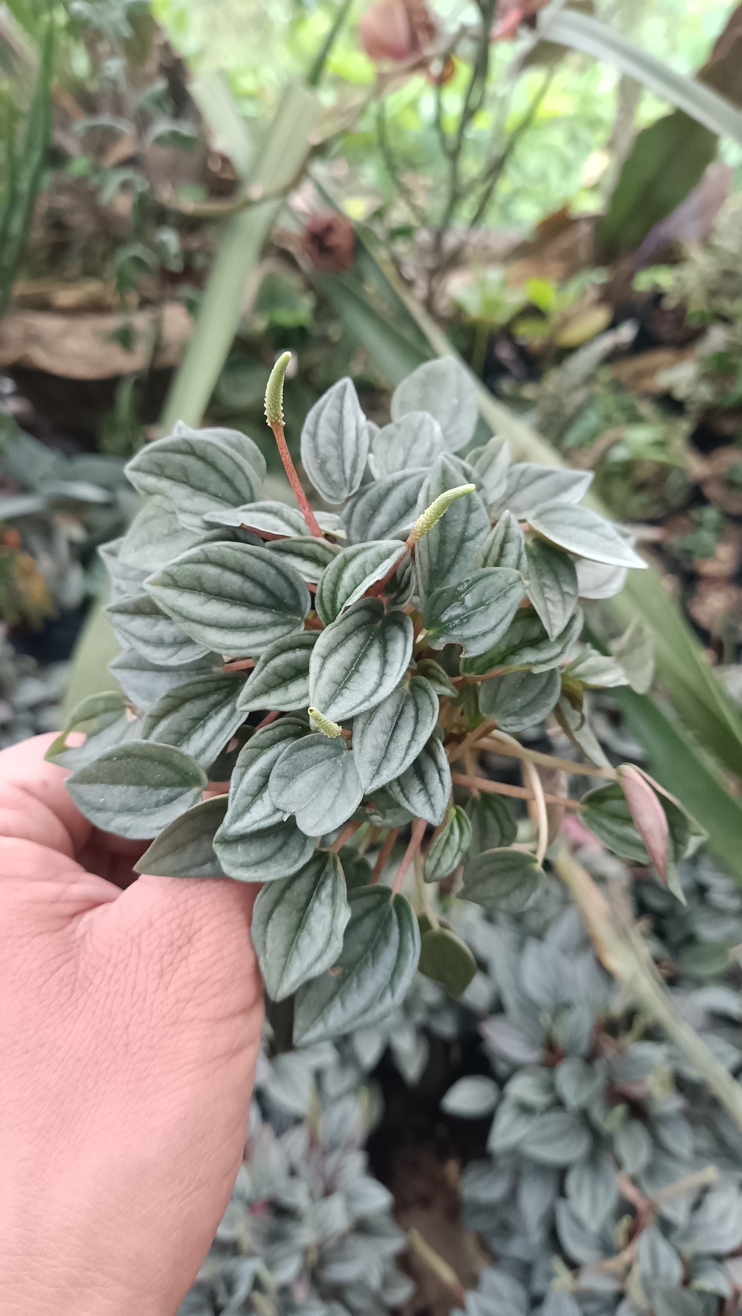 Peperomia Frost (Peperomia Caperata) Succulent - My Store