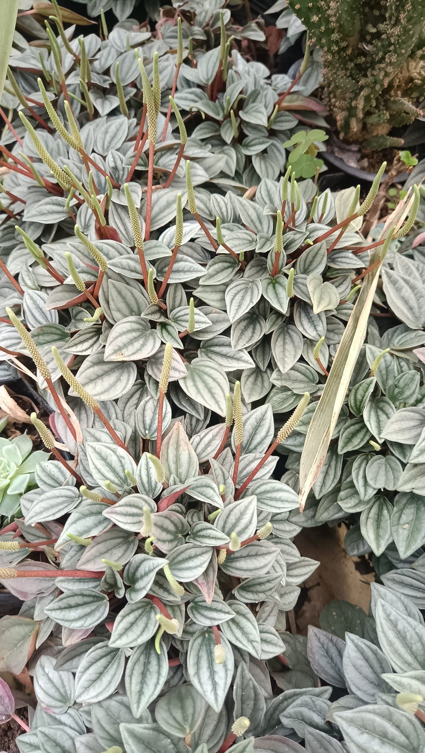 Peperomia caperata Frost (Silver Peperomia) – Bare-Rooted