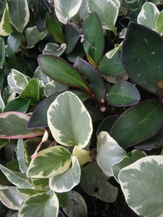 Peperomia Obtusifolia Variegated: Rubber Plant- Shop at Frek! – Bare-Rooted