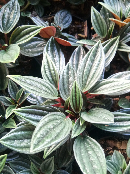 Peperomia Rosso: Air - Purifying Succulent for Home and Office - My Store