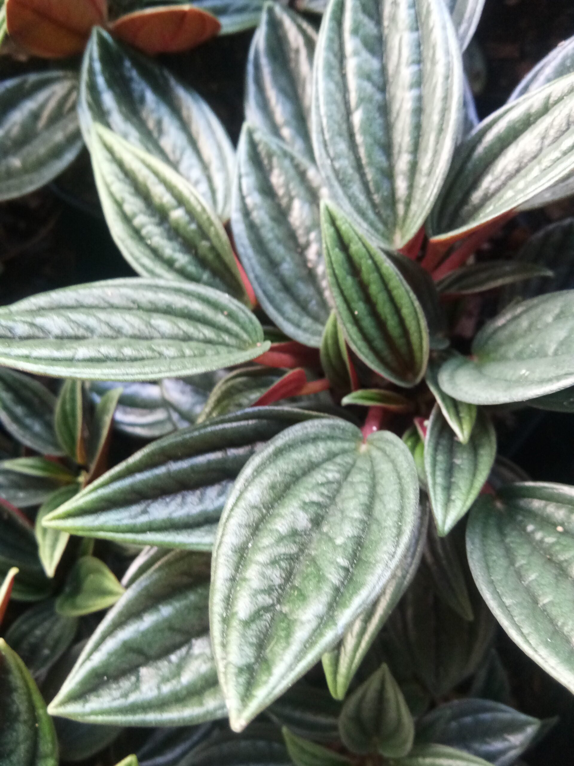 Peperomia Rosso: Air - Purifying Succulent for Home and Office - My Store