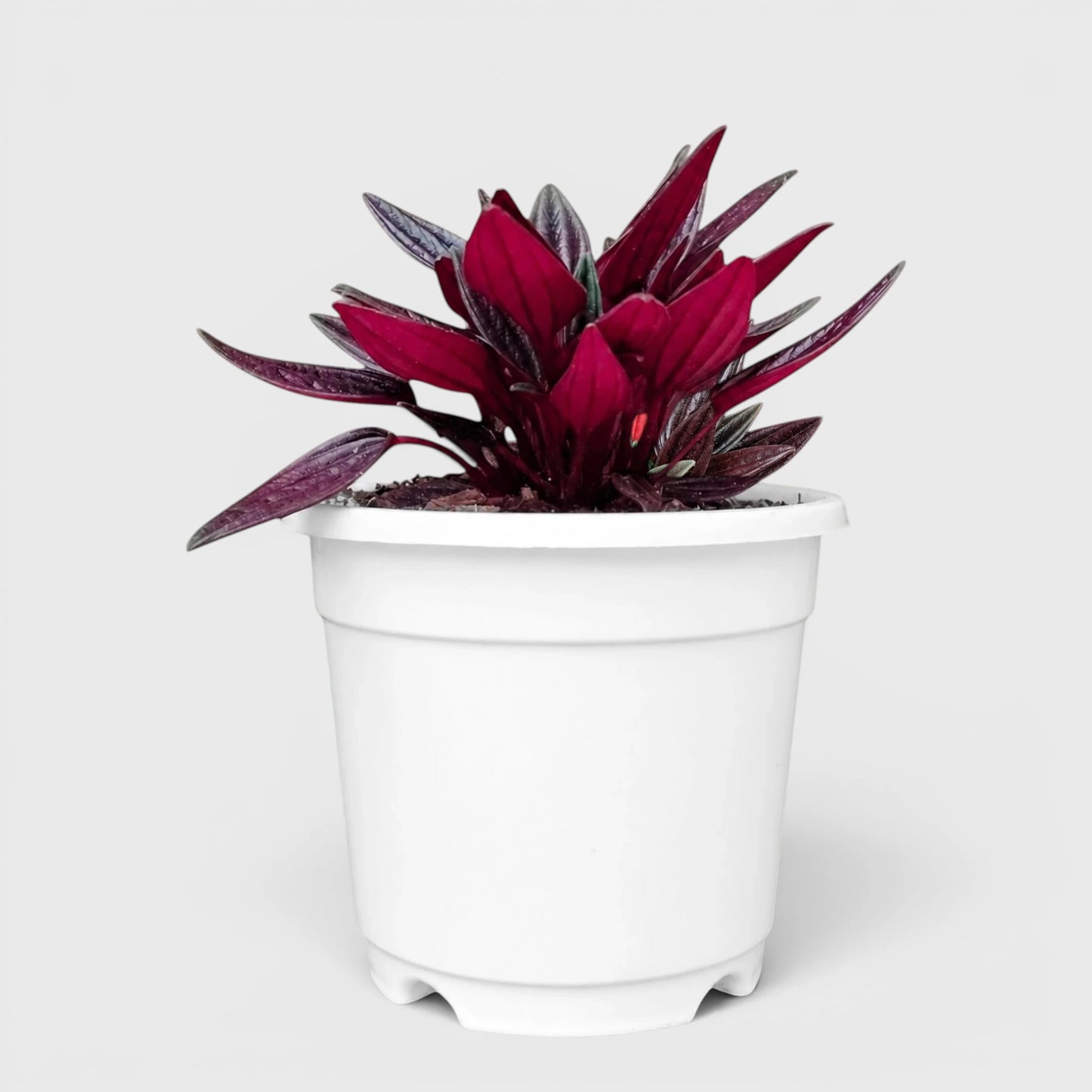 Peperomia Tanaman (Peperomia Caperata Red Rosso) Well Rooted Mature Indoor Plant