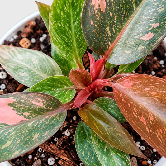 Philodendron Orange Princess with colourful foliage