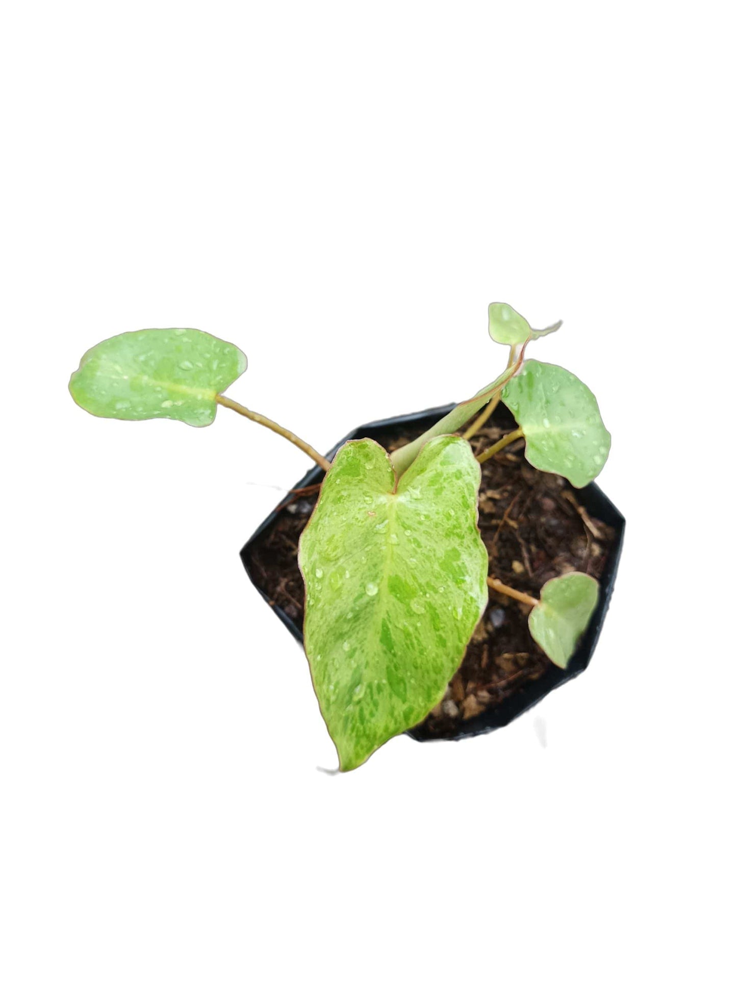 Philodendron Paraiso Verde - Lush Tropical Beauty for Your Space – Bare-Rooted