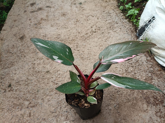 Philodendron Pink Princess: Unveiling Tropical Elegance for Your Indoor Oasis – Bare-Rooted